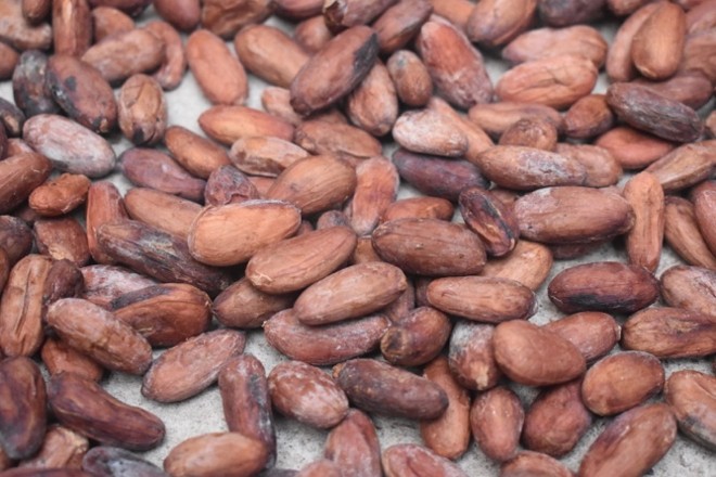 Drying cacao beans 6.jpg